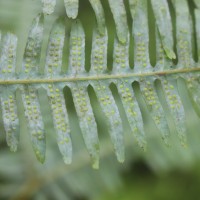 Dicranopteris linearis (Burm.f.) Underw.